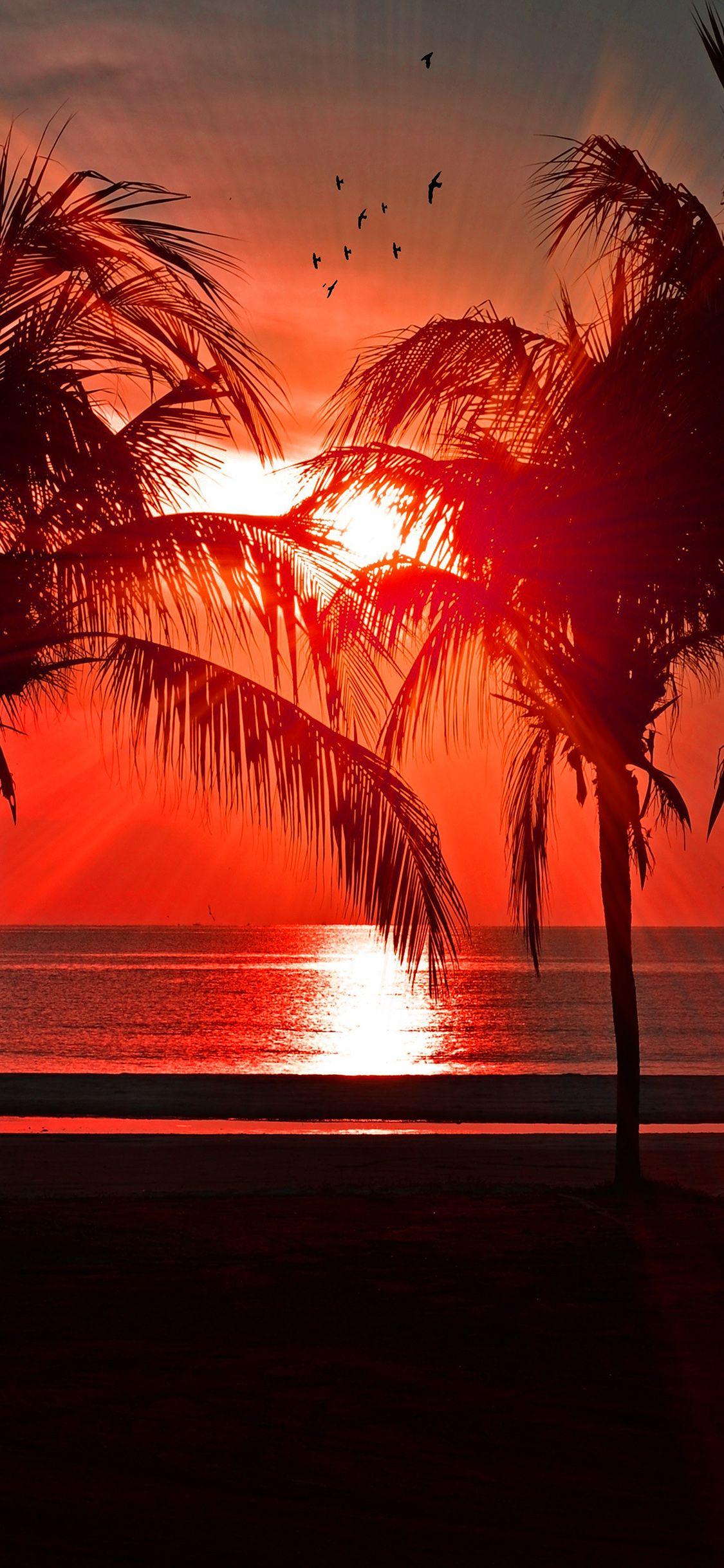 1125x2436 iPhone X wallpaper. beach vacation summer night sunset red palm tree dark