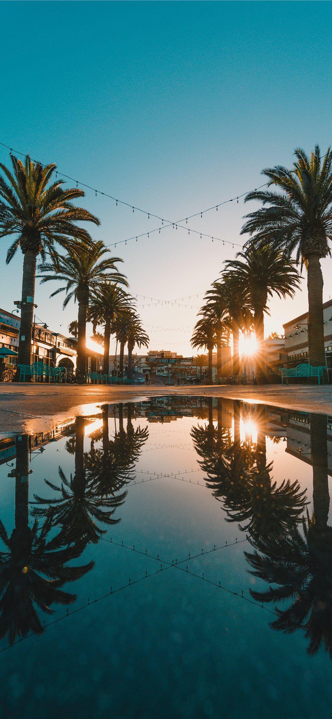 1125x2436 Palm Tree Sunset iPhone 11 Wallpaper