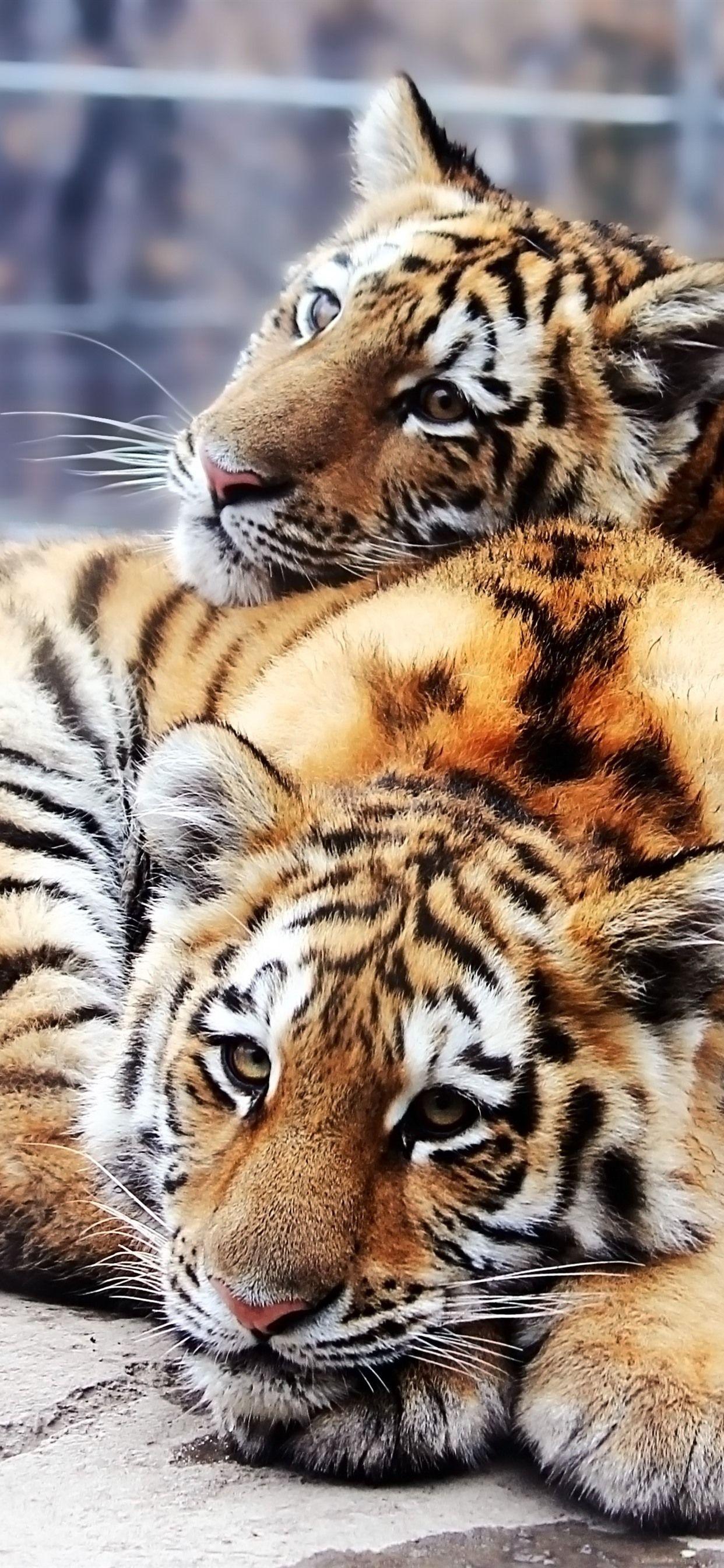 Premium AI Image  Tiger face wallpapers for iphone and android browse all  mobile wallpapers and use them as wallpapers for your iphone android  android and iphone tiger face wallpaper