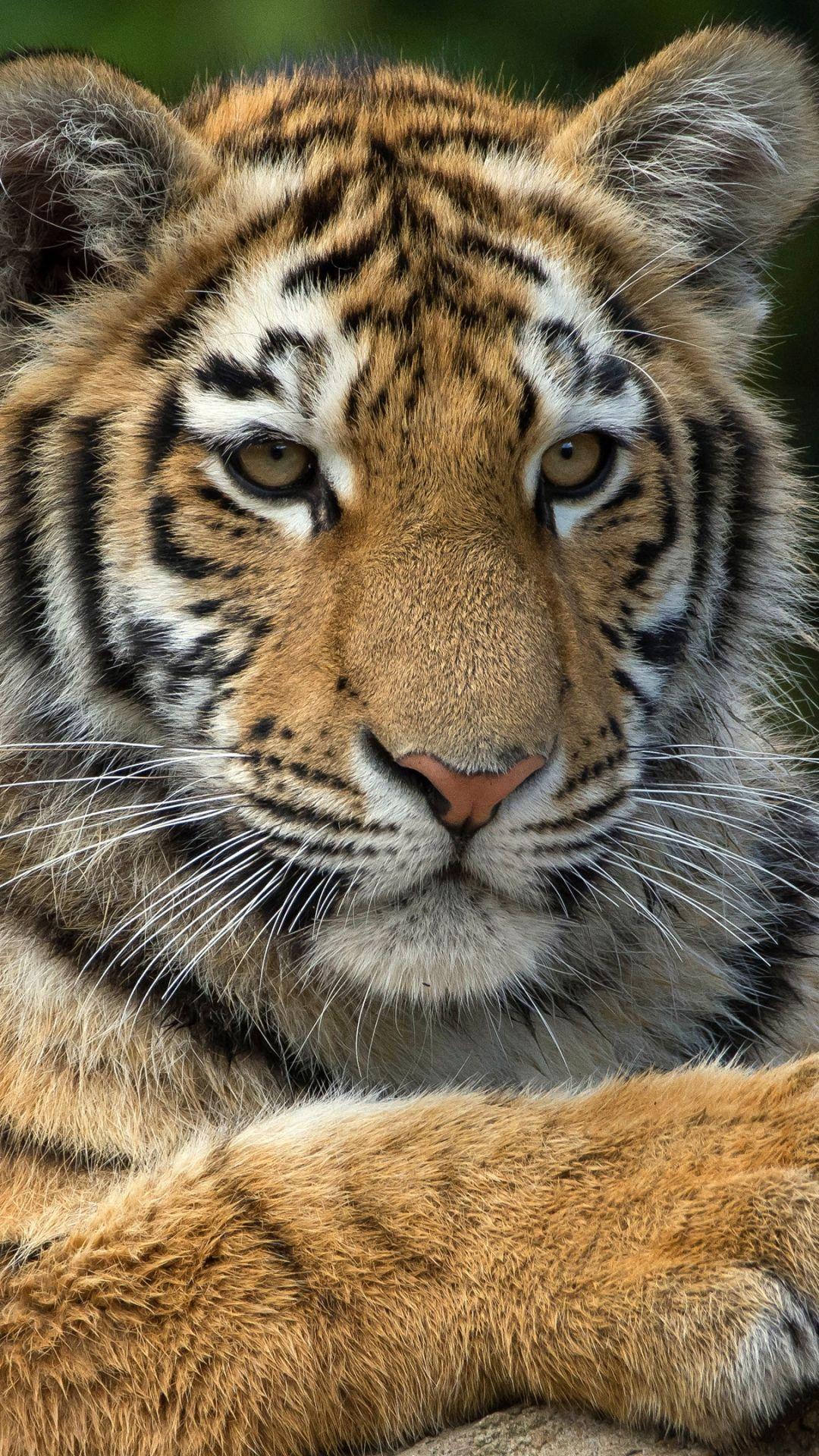 1080x1920 Animal / Tiger (1080x1920) Mobile Wallpaper. Cute tigers, Tiger wallpaper, Animals