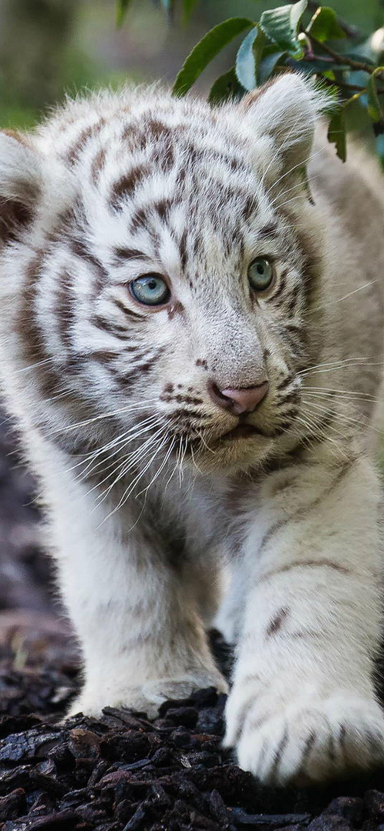 1242x2688 Tiger Cubs Wallpaper