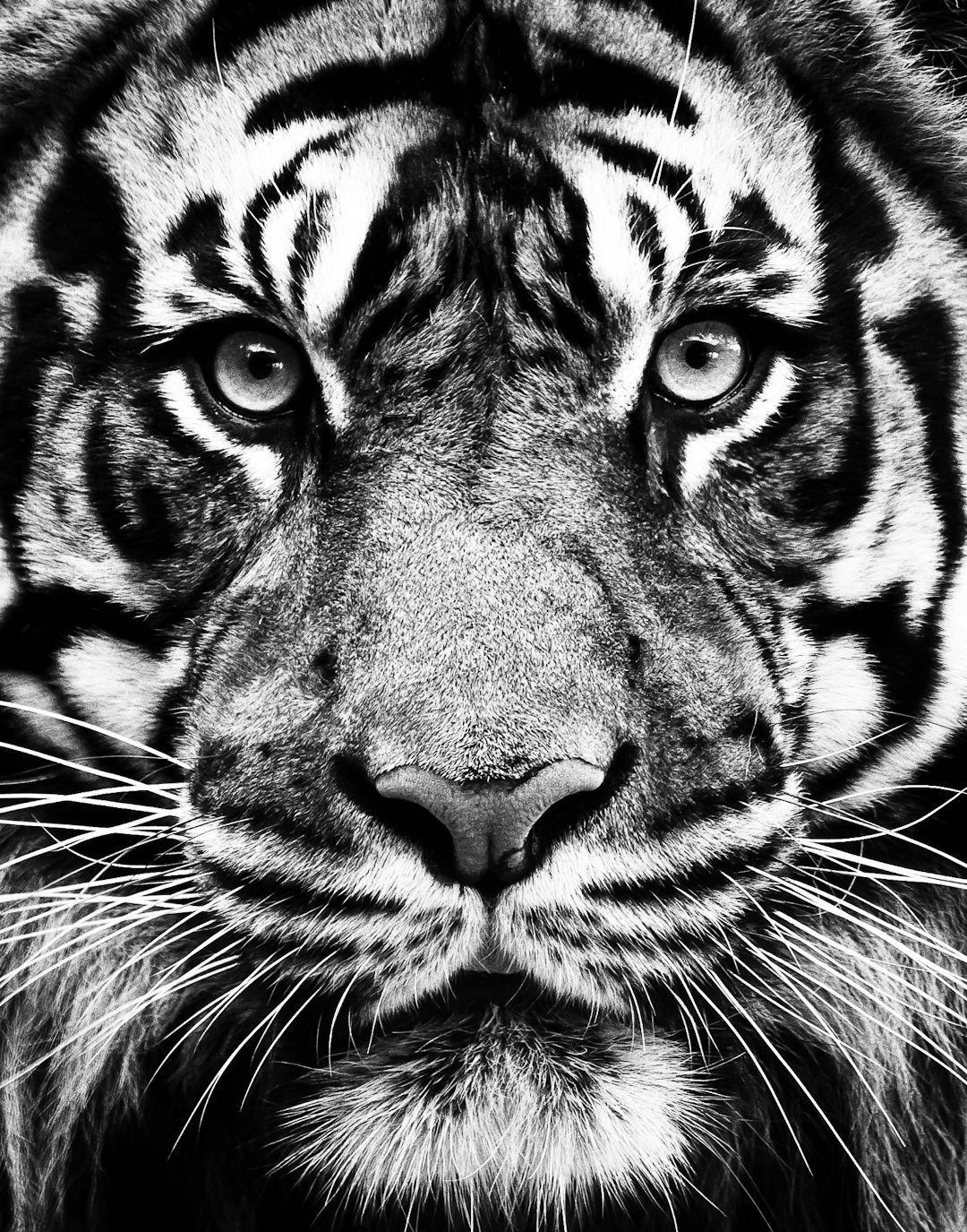 1080x1375 Tiger Jeff Milsteen Photo Southeastern Photographic Society Meetup (Atlanta, GA). Tiger wallpaper, Animals, Nature animals