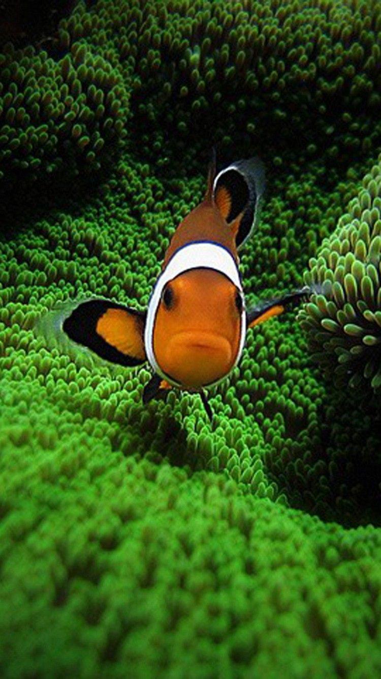 750x1334 iPhone Clown Fish Wallpaper