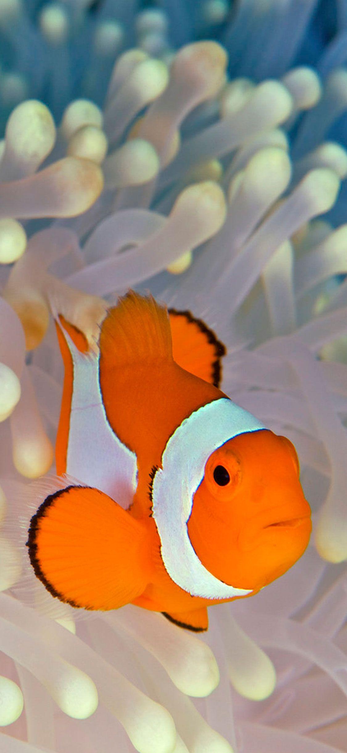 1125x2436 Clownfish Wallpaper for iPhone Pro Max, X, 6