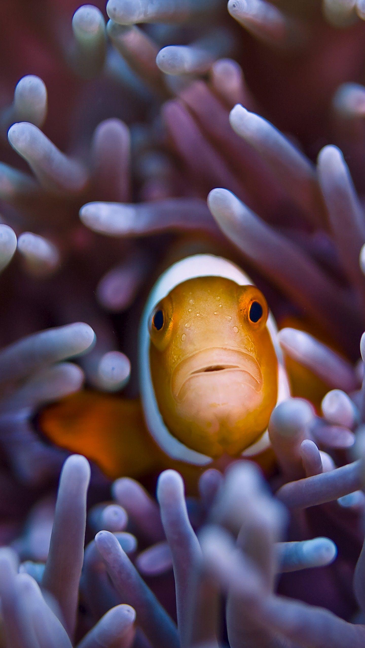 1440x2560 Wallpaper Clownfish, 5k, 4k wallpaper, Gili, Island, Bali, indian, pacific, underwater, diving, tourism, orange, sealife, sea, ocean, World's best diving sites, OS
