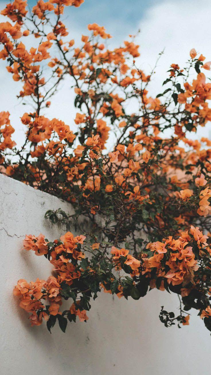 736x1308 Stylish Wallpaper for your iPhone Xs Max