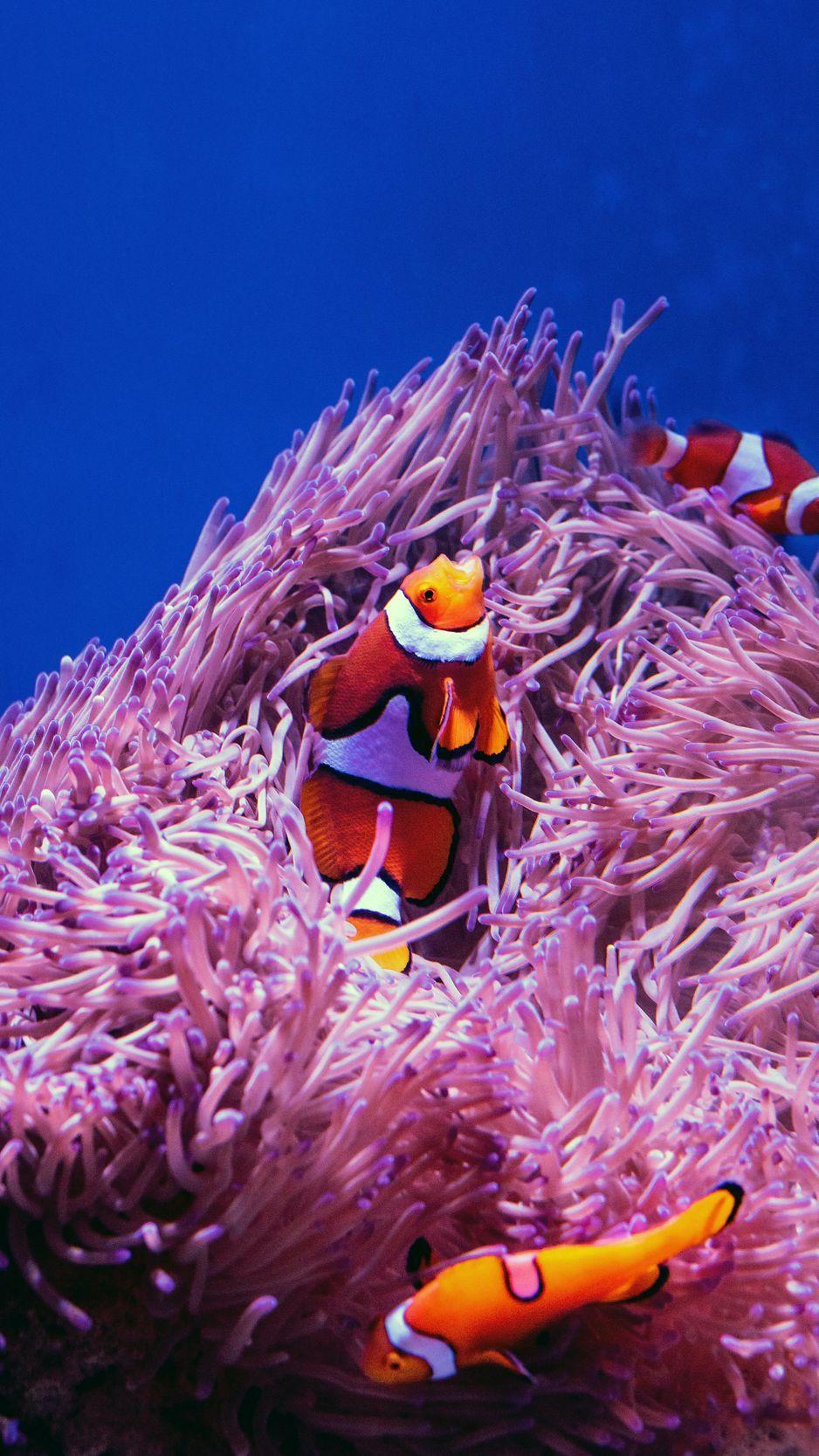 Clown Fish iPhone Wallpapers Top Free Clown Fish iPhone Backgrounds