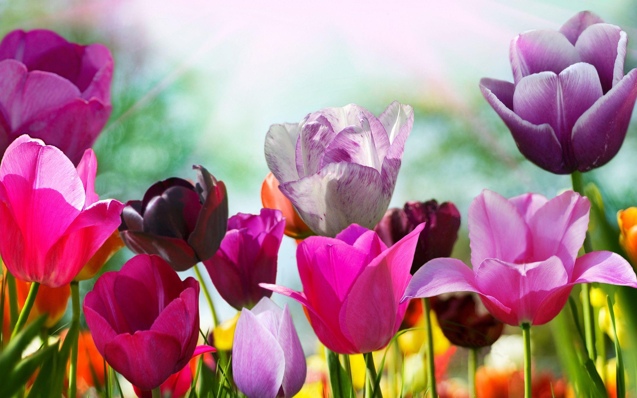 2560x1600 Free download Pink and Purple Tulip Flowers Wallpaper [2560x1600] for your Desktop, Mobile & Tablet. Explore Pink And Purple Flower Background. Pink And Purple Wallpaper, Purple and White Wallpaper