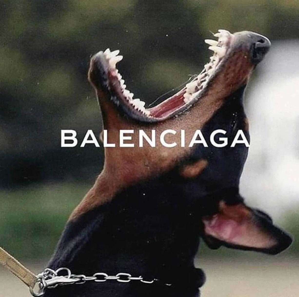 Balenciaga Dog Wallpapers Top Free Balenciaga Dog Backgrounds Wallpaperaccess
