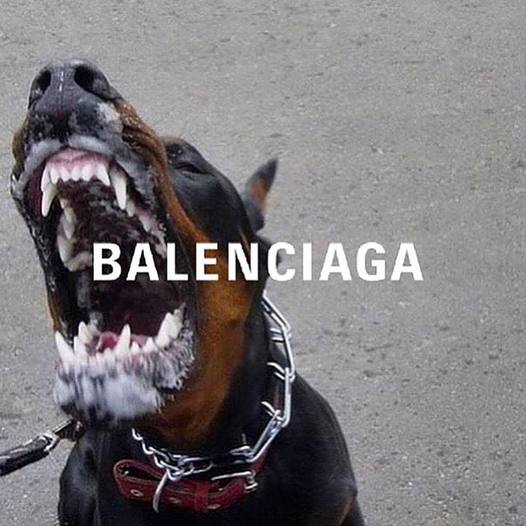 Chia sẻ với hơn 76 về balenciaga dog mới nhất - Du học Akina