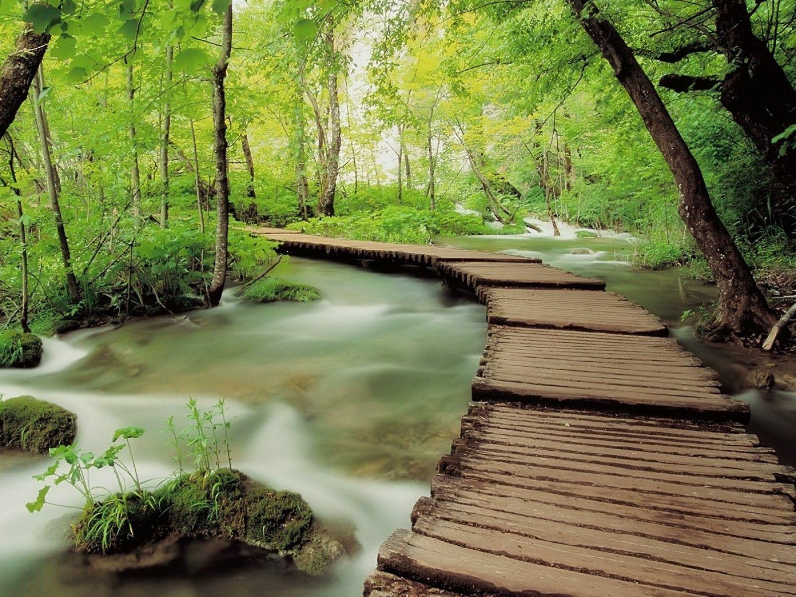 1600x1200 nature, trees, forests, woods, long exposure, rivers wallpaper