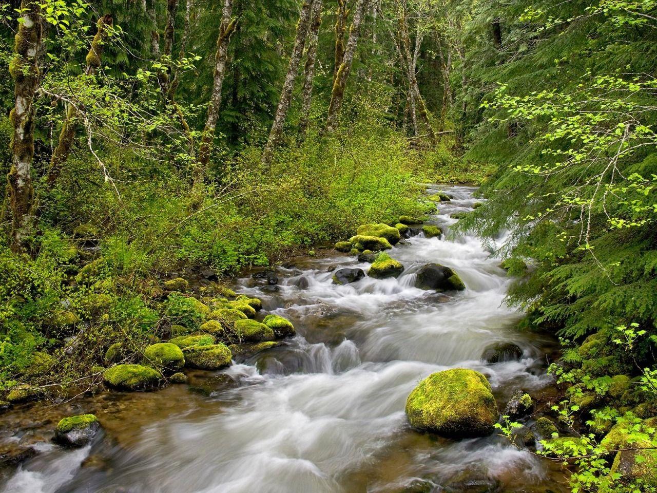 1280x960 Forest River Wallpaper Rivers Nature Wallpaper in jpg format for free download