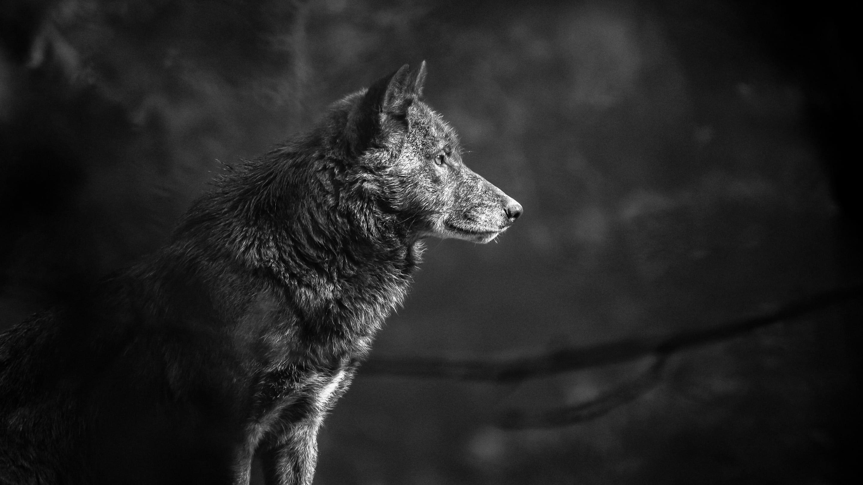 2880x1620 Wolf Howling at the Red Moon Wallpaper
