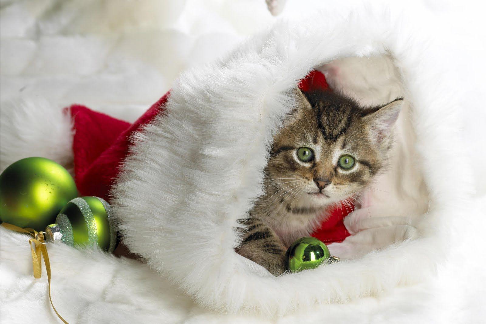 1600x1066 Funny Animal Holiday Wallpaper 2014 HD. I HD Image