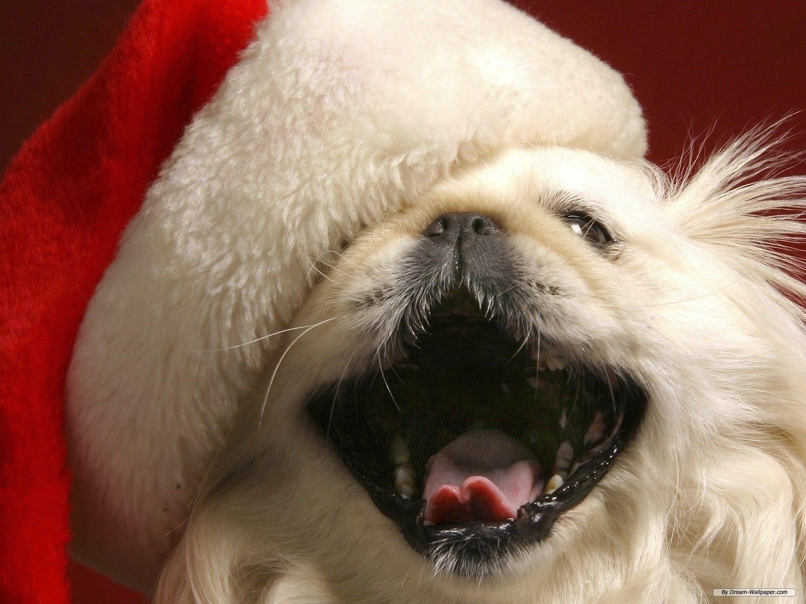 1600x1200 Funny Animal Holiday Desktop Wallpaper. I HD Image