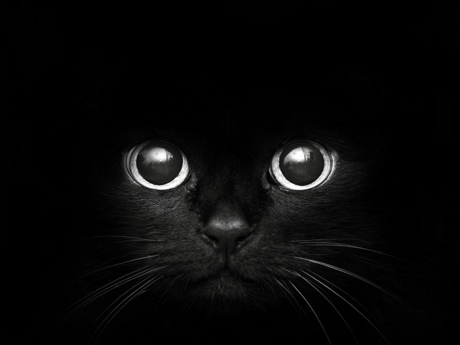 1600x1200 black, Cats, Animals, Pets Wallpaper HD / Desktop and Mobile Background
