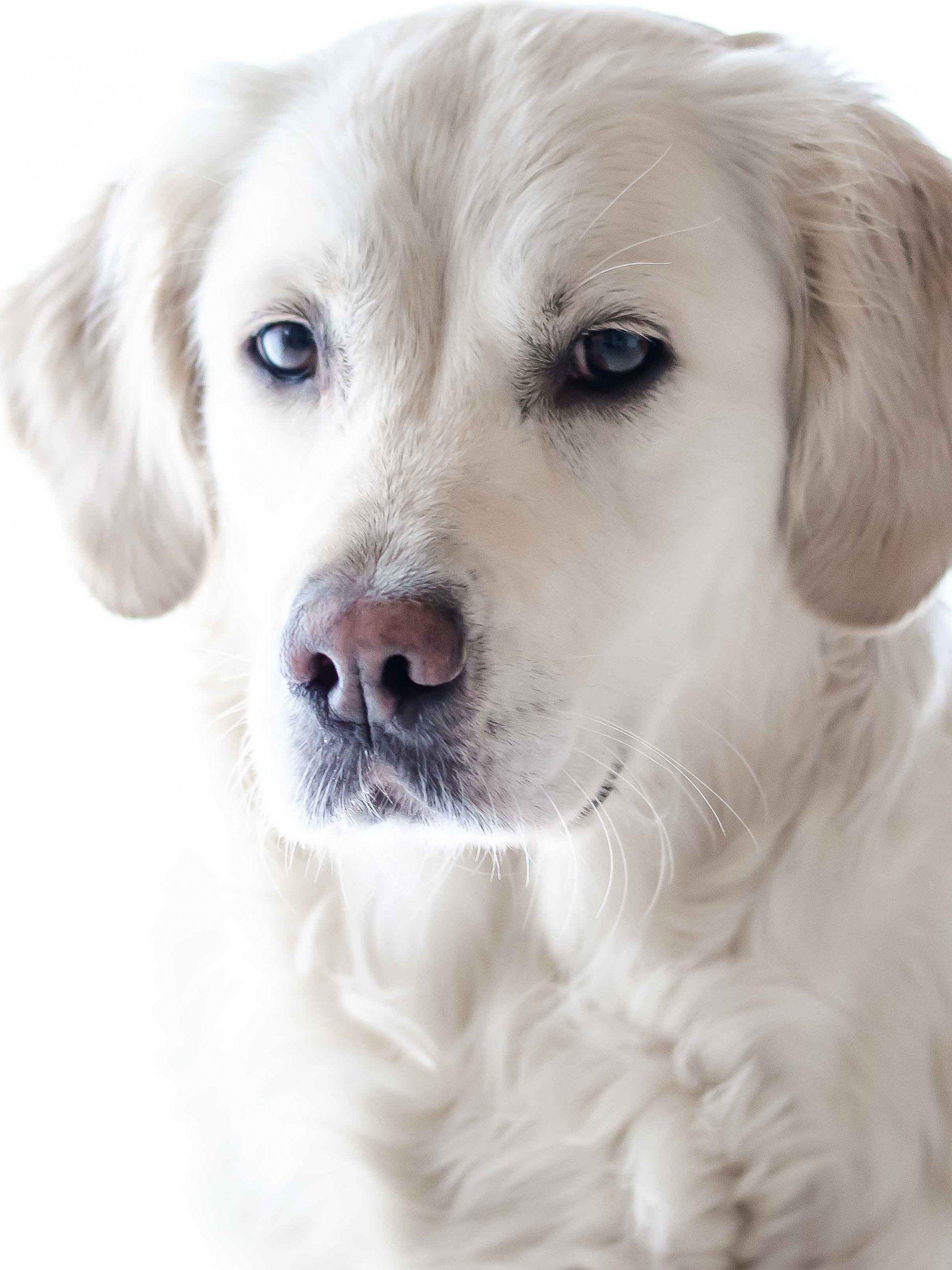 2048x2732 Golden Retriever Wallpaper, Android & Desktop Background