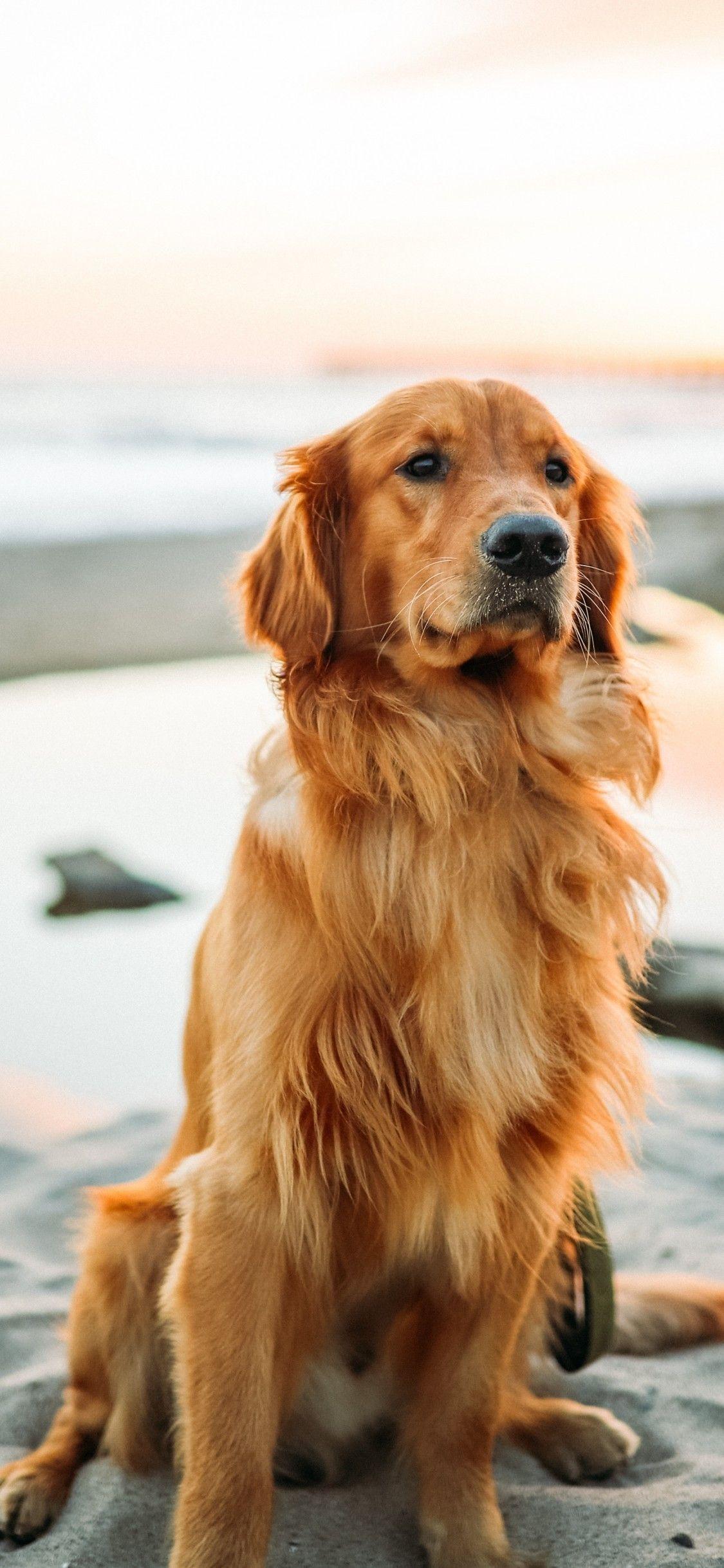 1125x2436 Download 1125x2436 Golden Retriever, Sand, Sits, Cute Dogs Wallpaper for iPhone 11 Pro & X