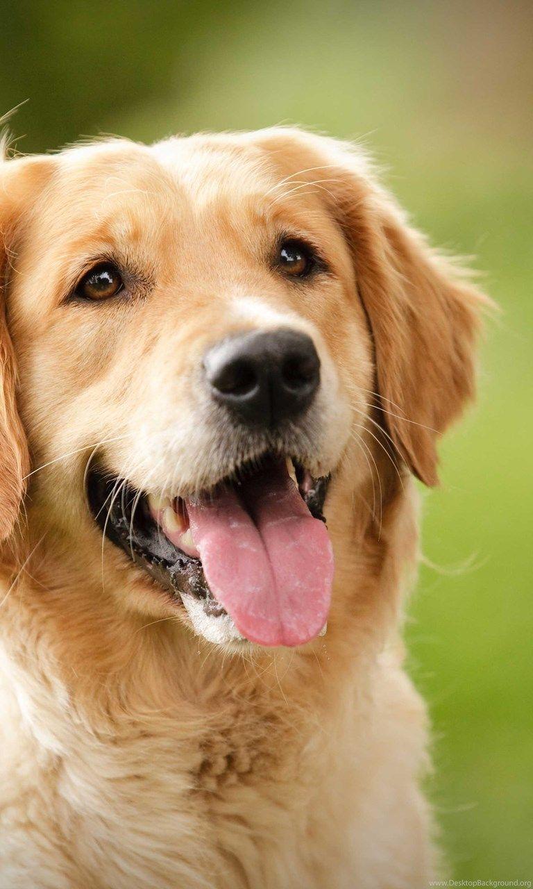 768x1280 Golden Retriever Wallpaper Desktop Background