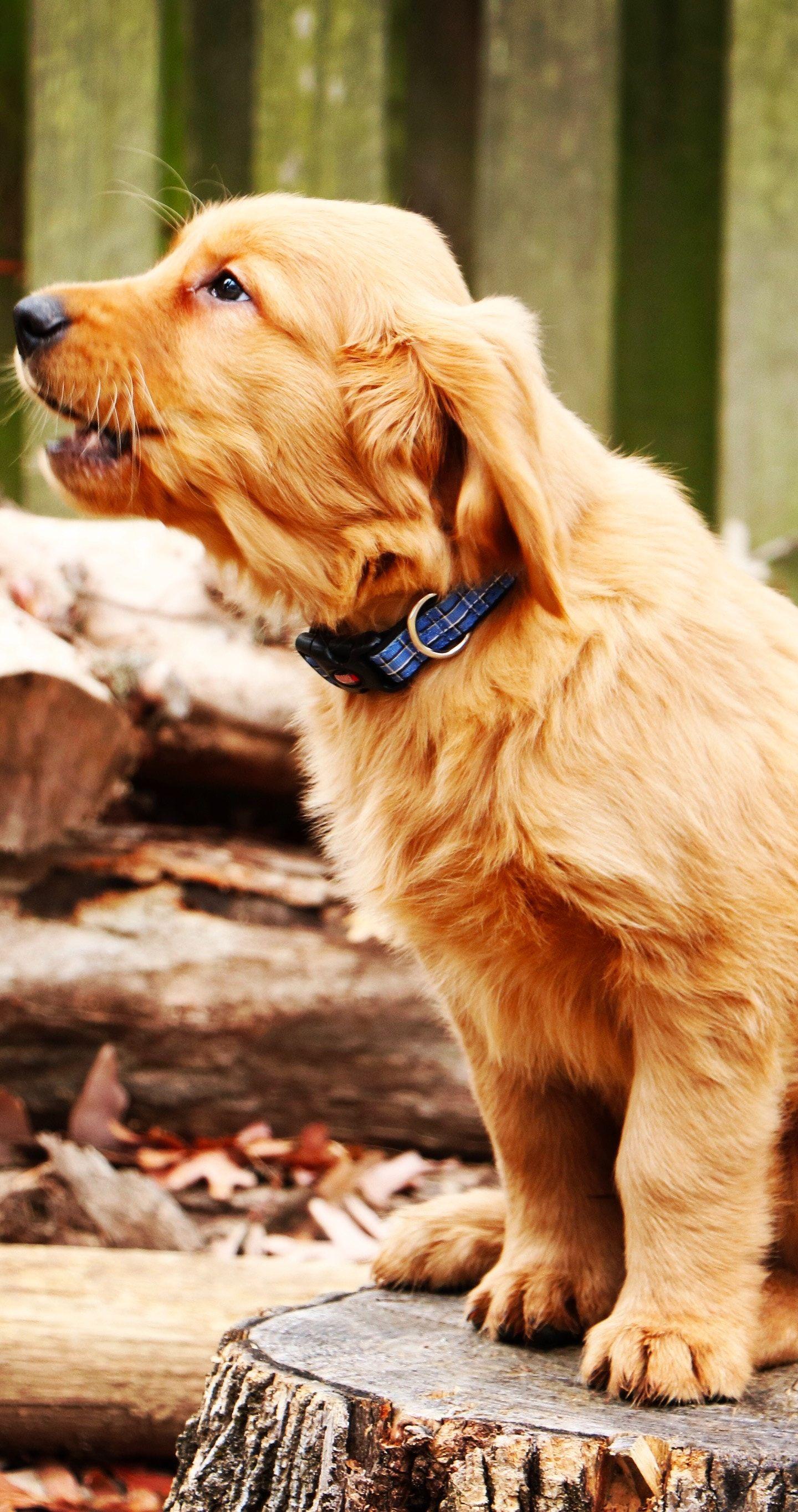 1440x2730 Download 1440x2960 wallpaper golden retriever, dog, puppy, barking, 4k, samsung galaxy s samsung galaxy s8 plus, 1440x2960 HD image, background, 811