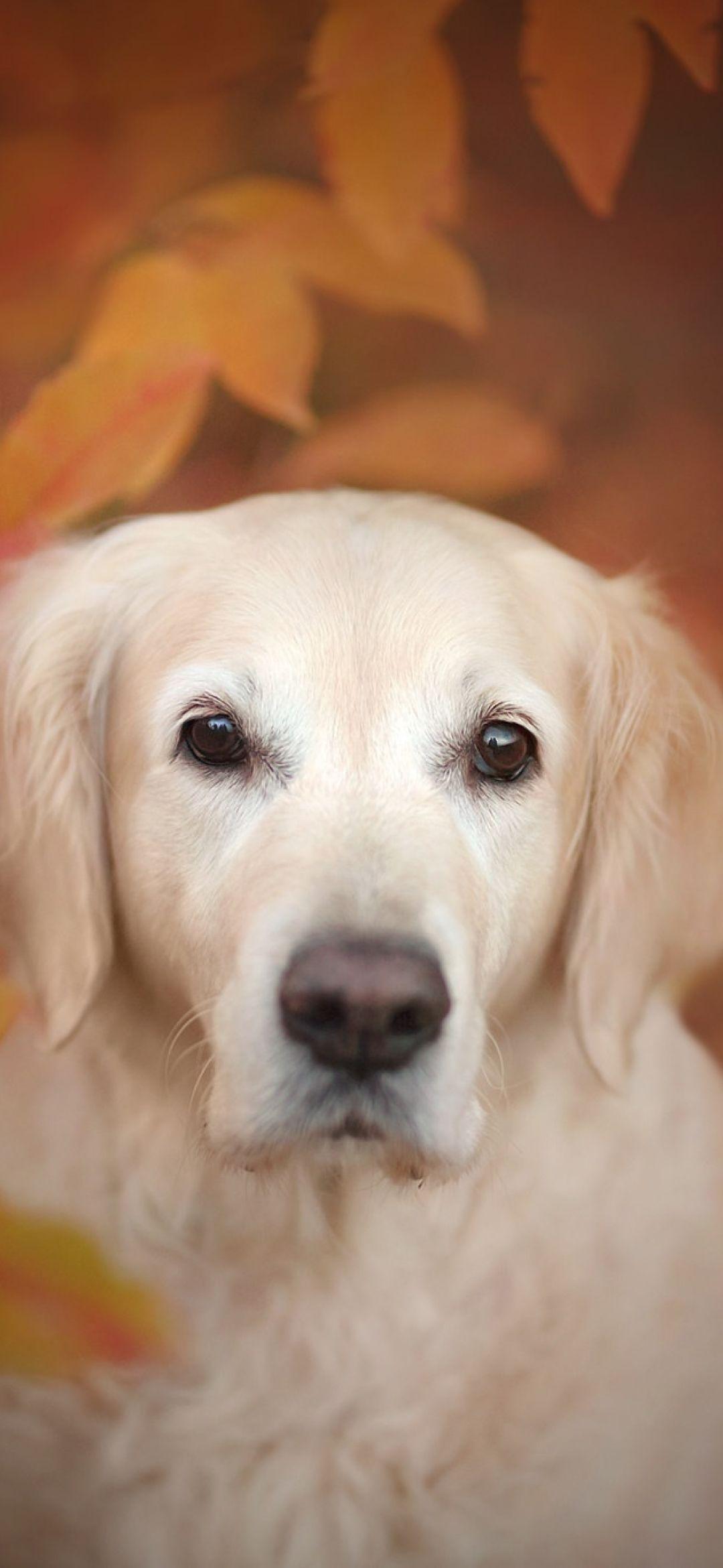1080x2340 Golden Retriever Dog 1080x2340 Resolution Wallpaper, HD Animals 4K Wallpaper, Image, Photo and Background