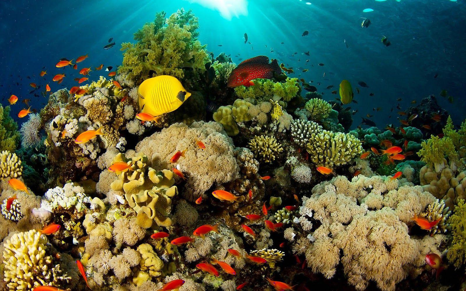 1600x1000 Coral Reef Desktop Background. Coral Reef Wallpaper, Coral Wallpaper and Coral Colored Wallpaper