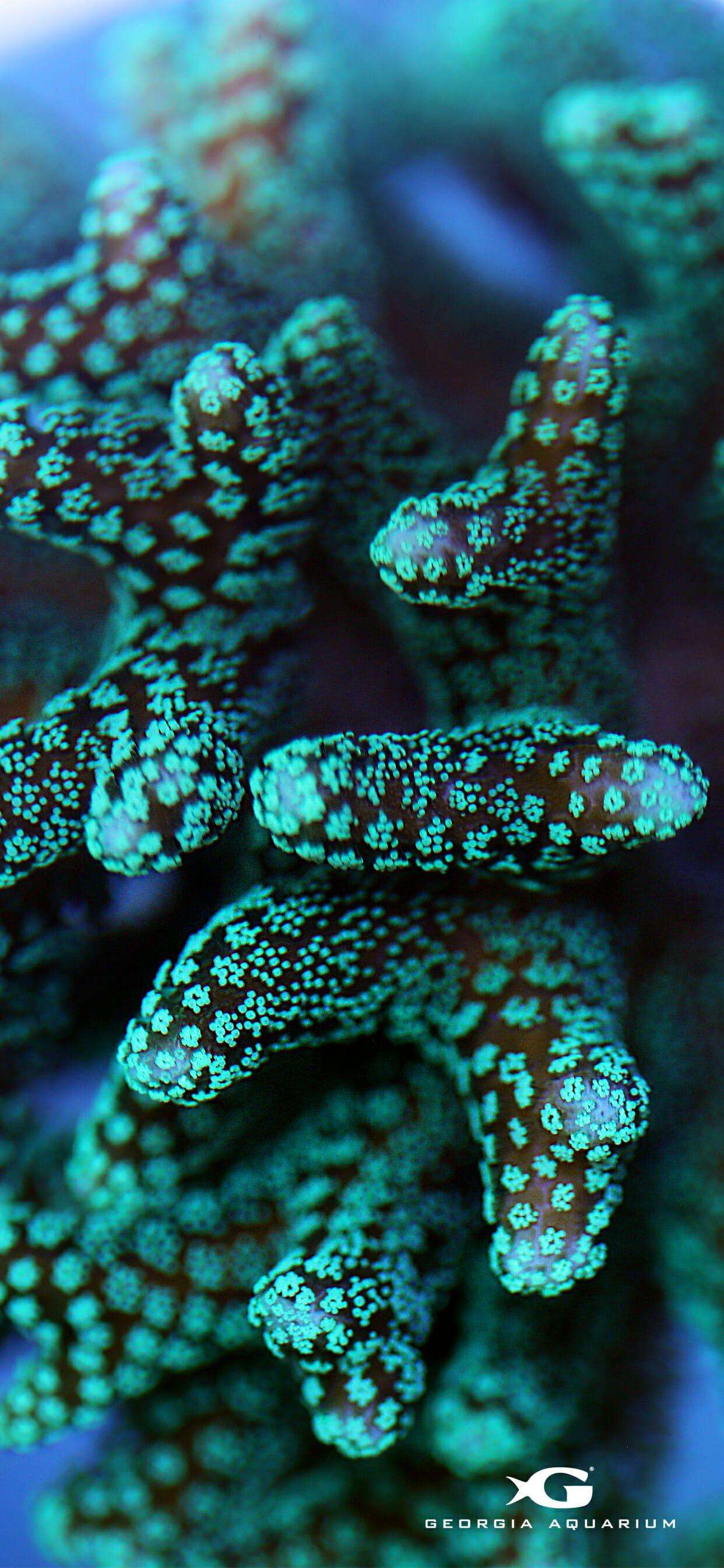 1242x2688 Coral Reef Awareness Week