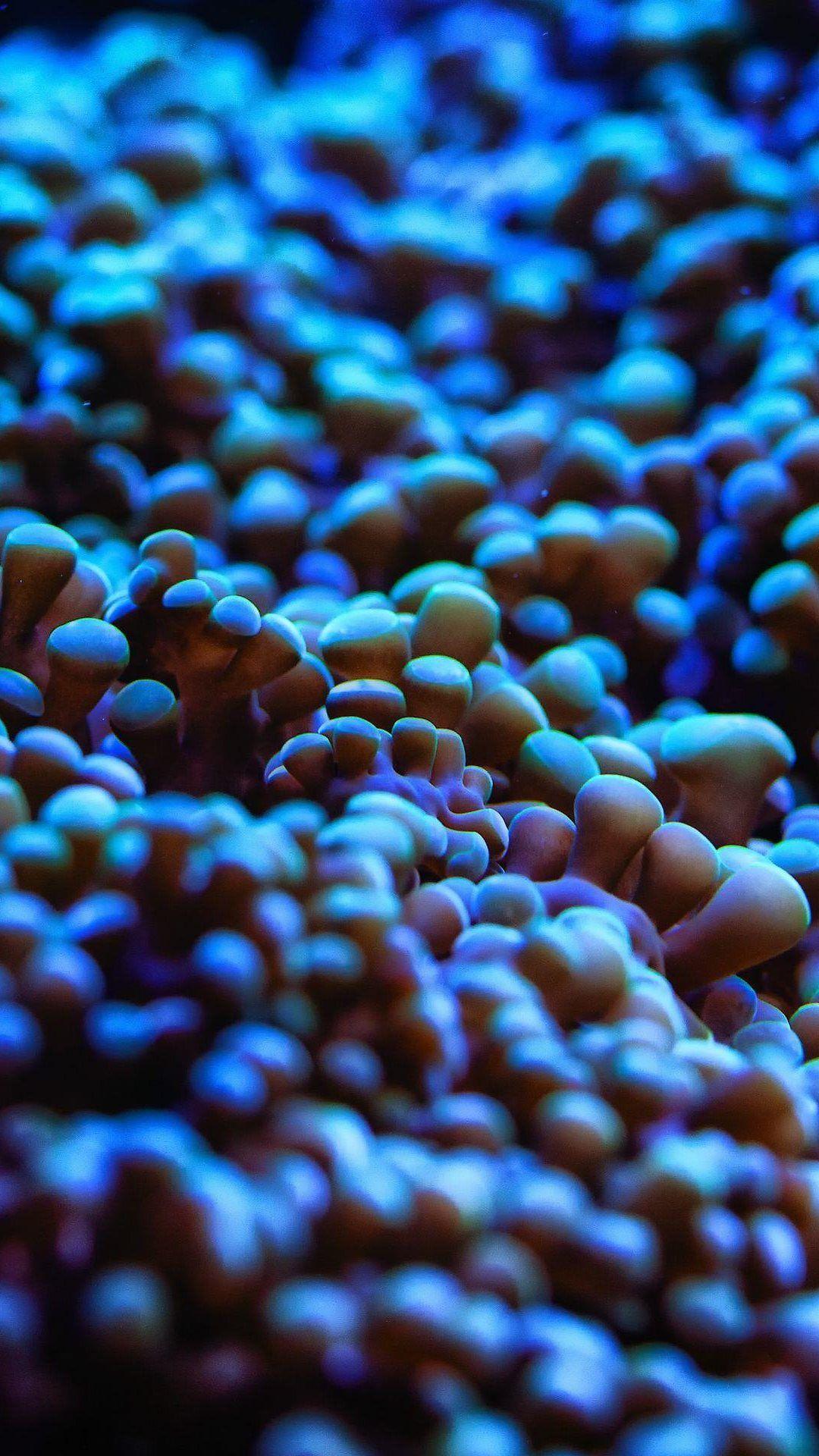 1080x1920 Coral Wallpaper for Walls. Coral Reef Wallpaper, Coral Wallpaper and Coral Colored Wallpaper