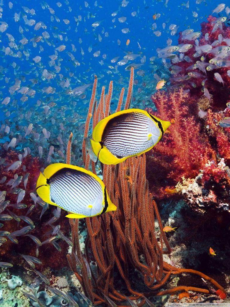 768x1024 Coral Reef And Tropical Fish Ultra HD Desktop Background Wallpaper for 4K UHD TV : Tablet