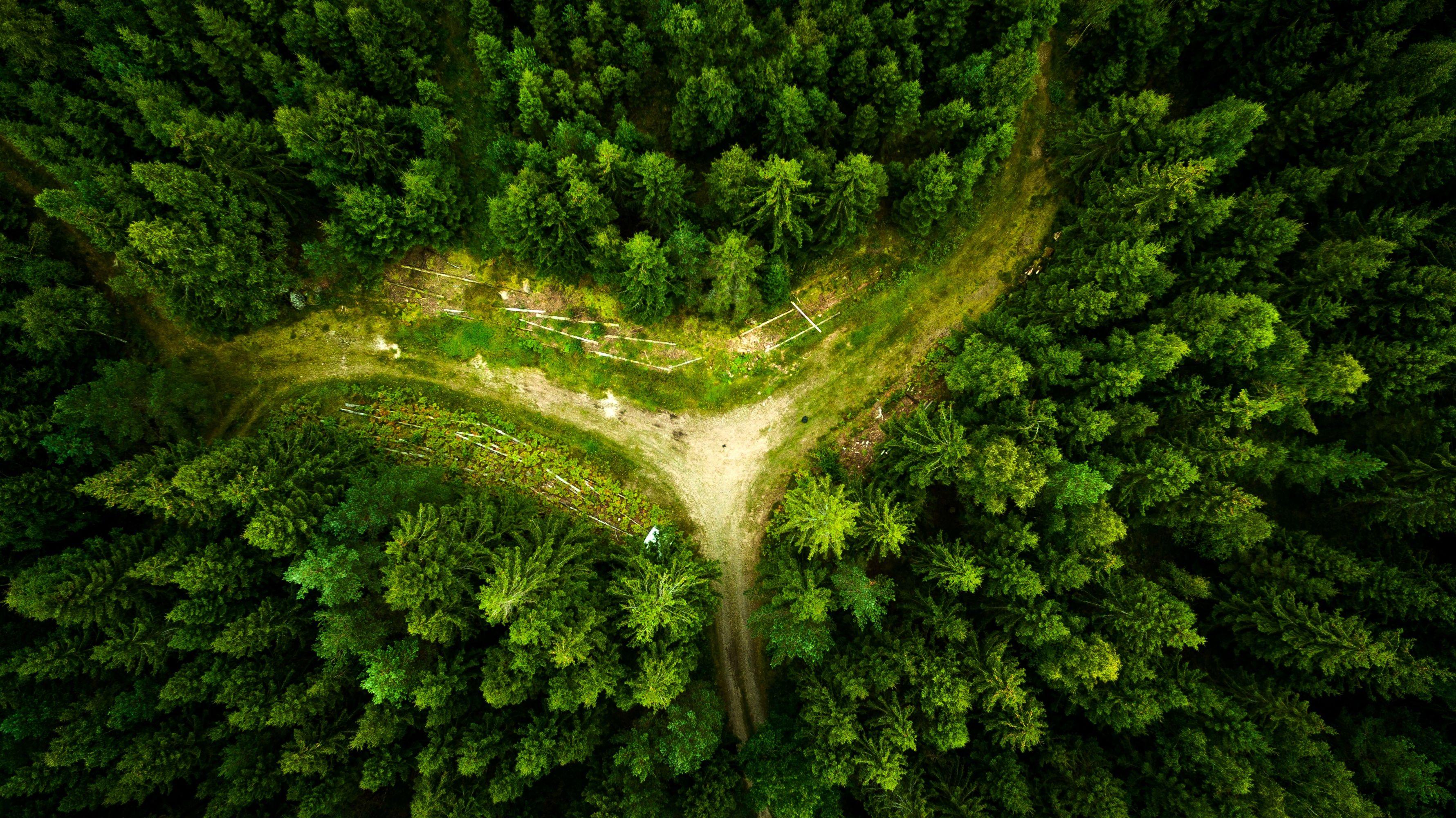 3561x2000 Wallpaper Forest, Aerial view, HD, Nature