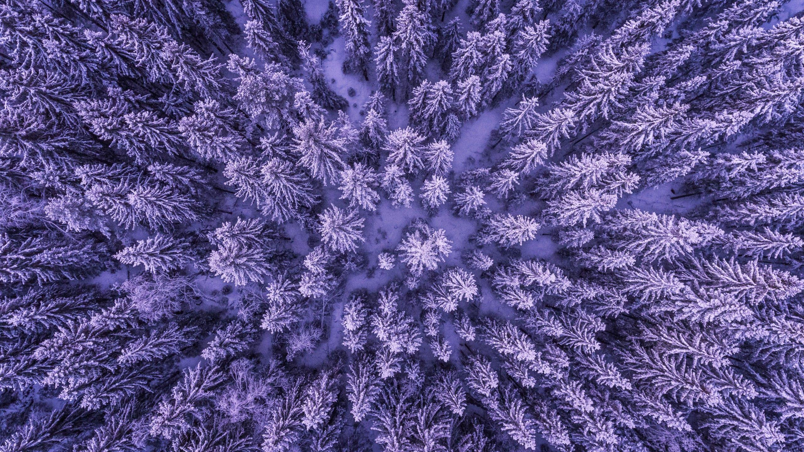 2560x1440 Wallpaper Frozen forest, Pine trees, Aerial view, Snow, HD, 4K