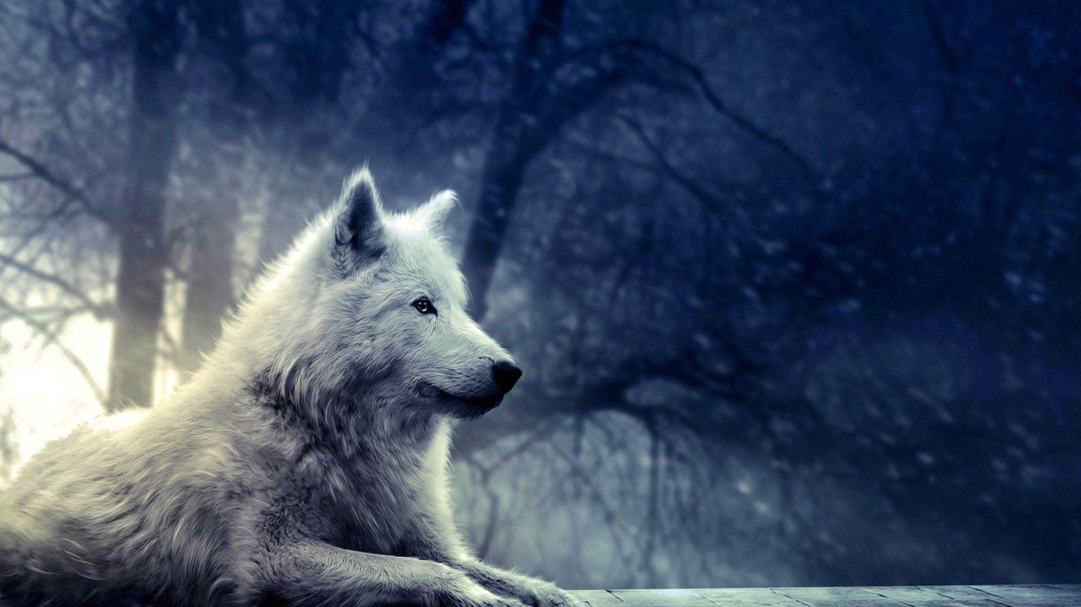 3758x2113 4K Wallpaper Wolf Wallpaper.Pro