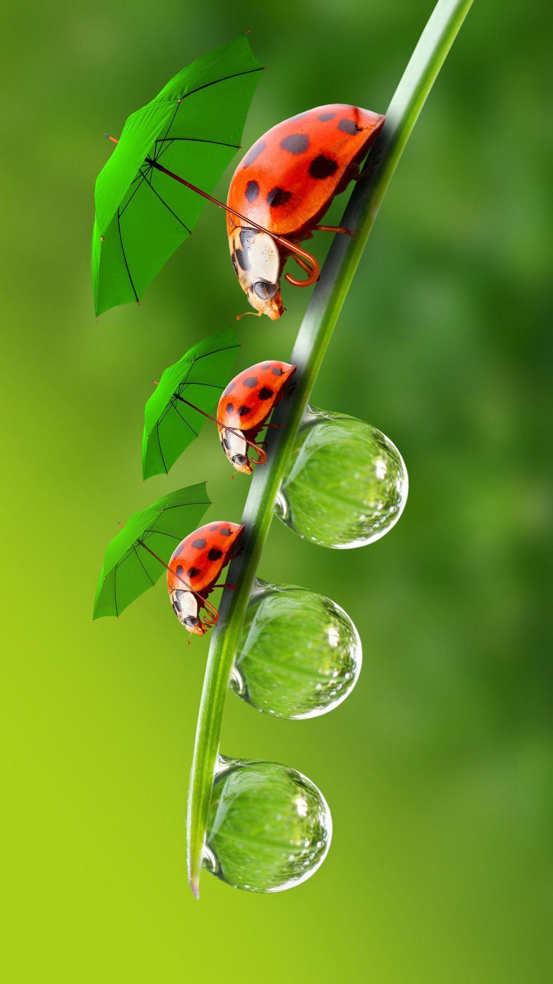 1080x1920 Three beetle iPhone 6 Wallpaper. Beautiful bugs, Ladybug wallpaper, Beautiful wallpaper