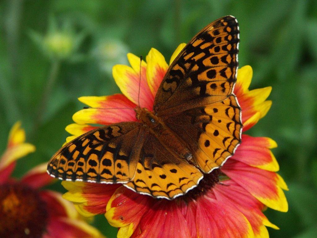1024x768 Colorful Butterfly Wallpaper for Desktop