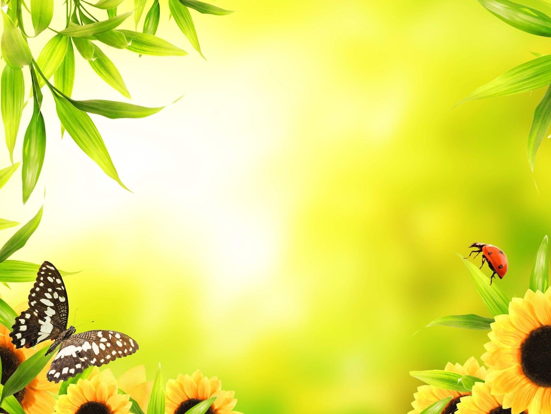 1920x1443 Butterfly and ladybug