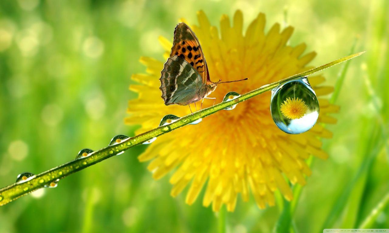 1280x768 Macro Photography Beautiful Ladybugs HD Wallpaper