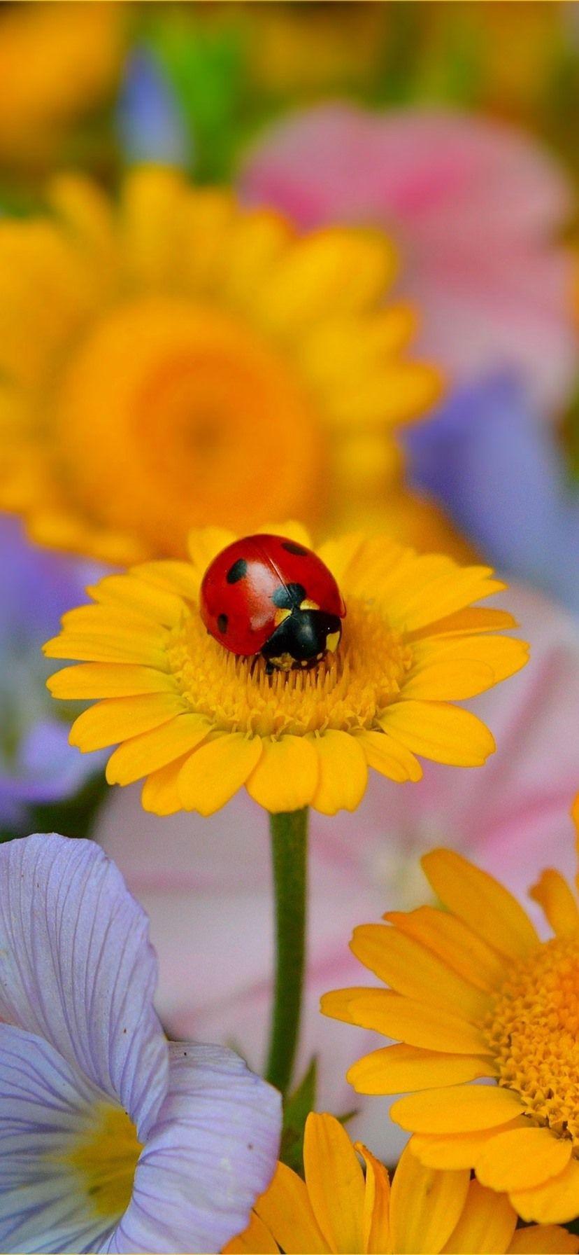 828x1792 Yellow Flowers, Ladybug, Insect 828x1792 IPhone 11 XR Wallpaper, Background, Picture, Image