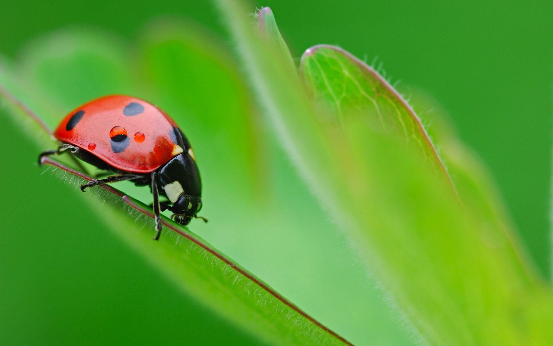 1920x1200 Ladybug, background, screensavers, wallpaper, life, desktop