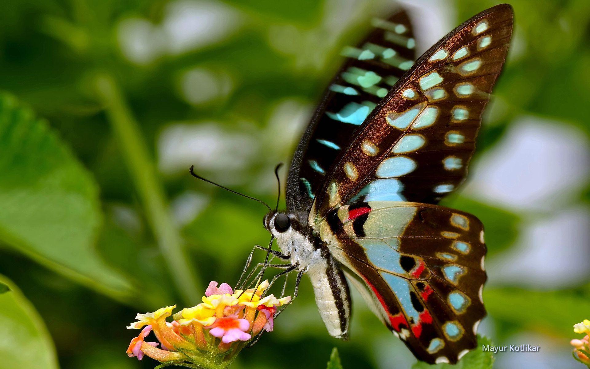 хоботковые бабочки. ротовой бабочки. бабочкин хоботок. чешуекрылые ротовой аппарат. бабочки питаются нектаром растений.