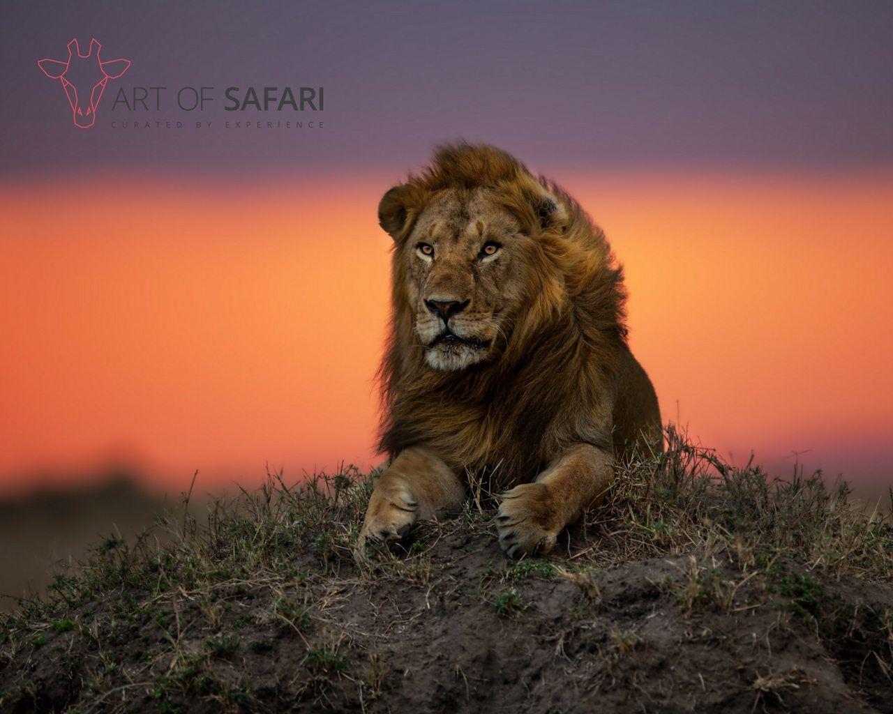 1280x1024 Wallpaper. A Lion At Sunset. Art Of Safari