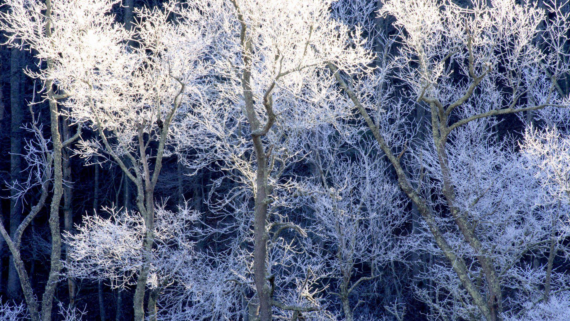 1920x1080 Download desktop wallpaper Hoarfrost Trees Cades Cove Great Smoky Mountains Tennessee 1920x1080