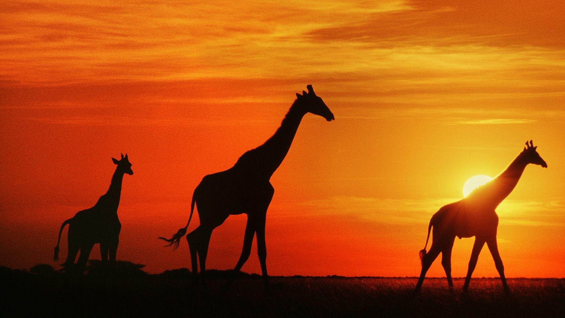 1920x1080 Giraffes at sunset safari. Butterfly Boutique Travel Agency