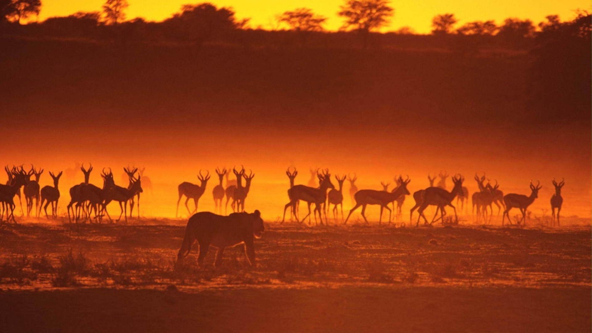 1920x1080 African Landscape Wallpaper: Image