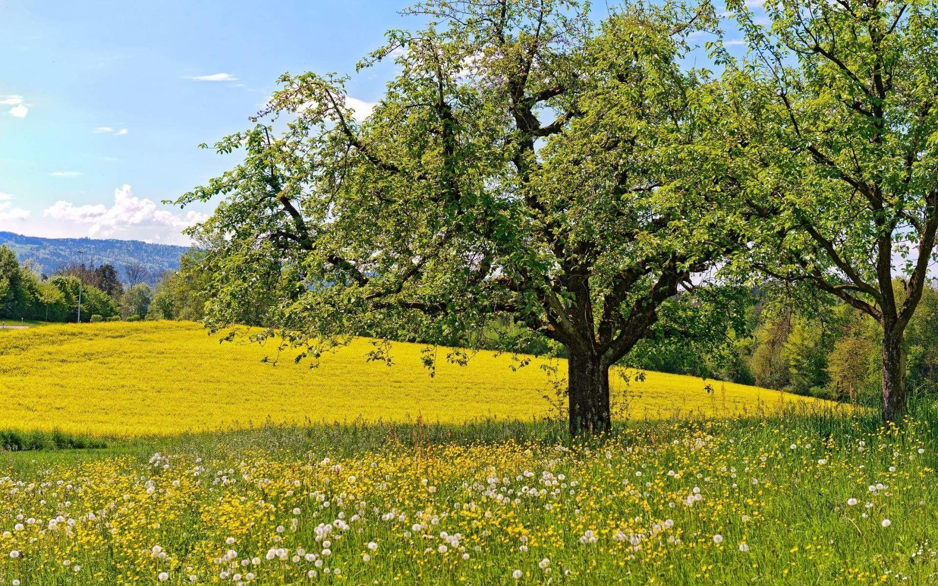 1920x1200 Spring Meadow Wallpaper