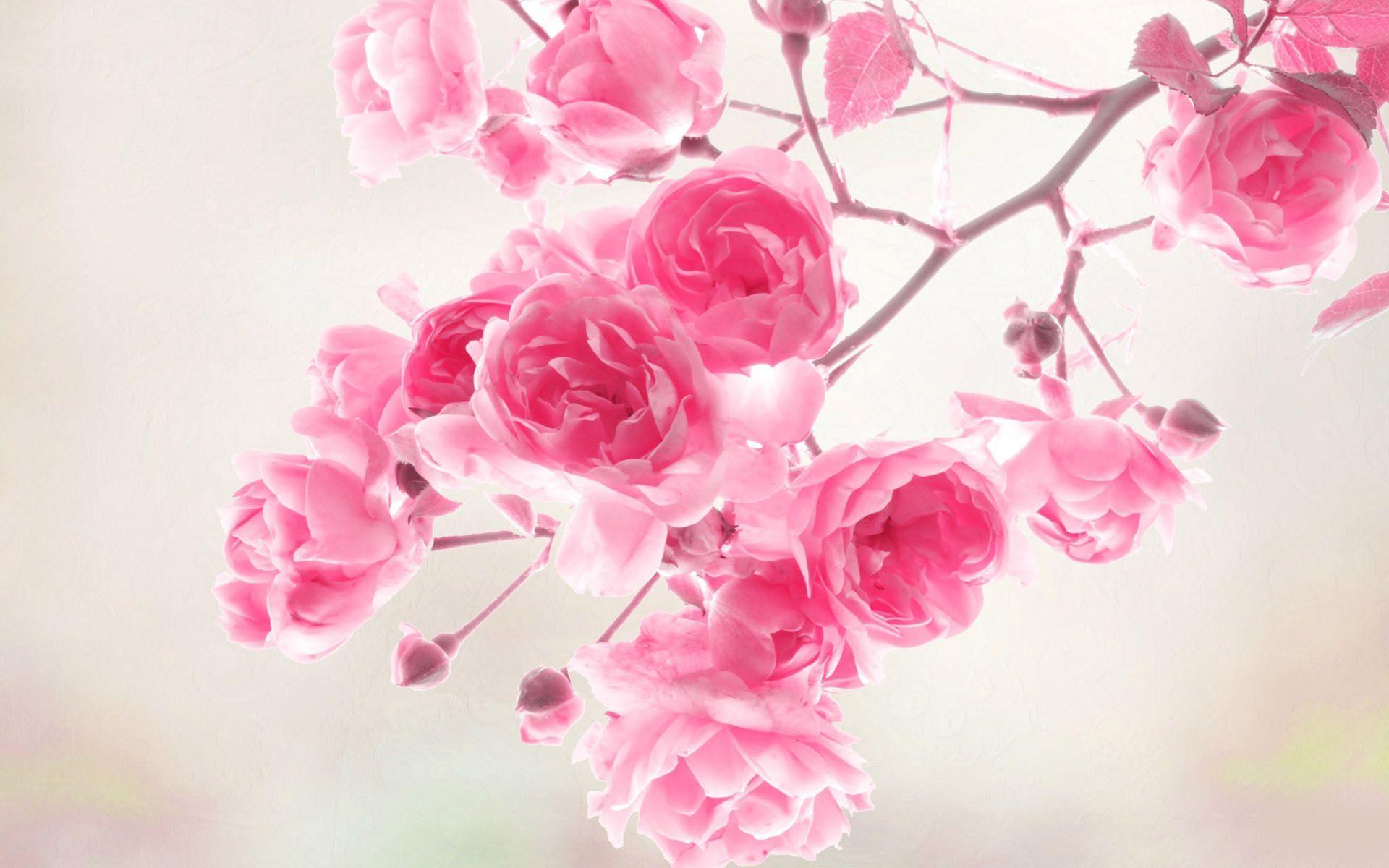 1920x1200 Hot Pink Flower Hình nền 24 - [1920x1200]