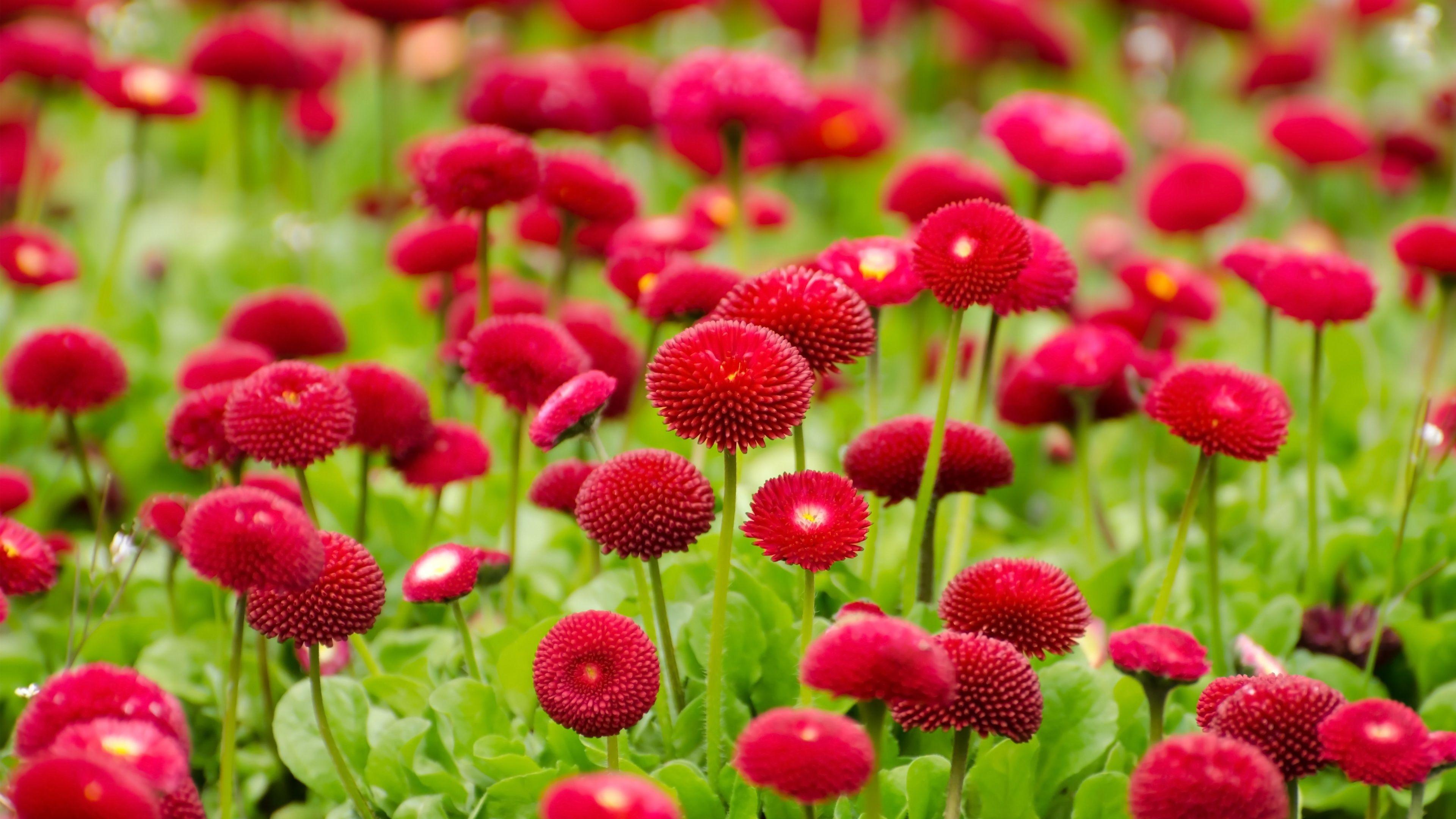 3840x2160 Hình nền hoa màu đỏ hoa hình nền thiên nhiên tải về miễn phí