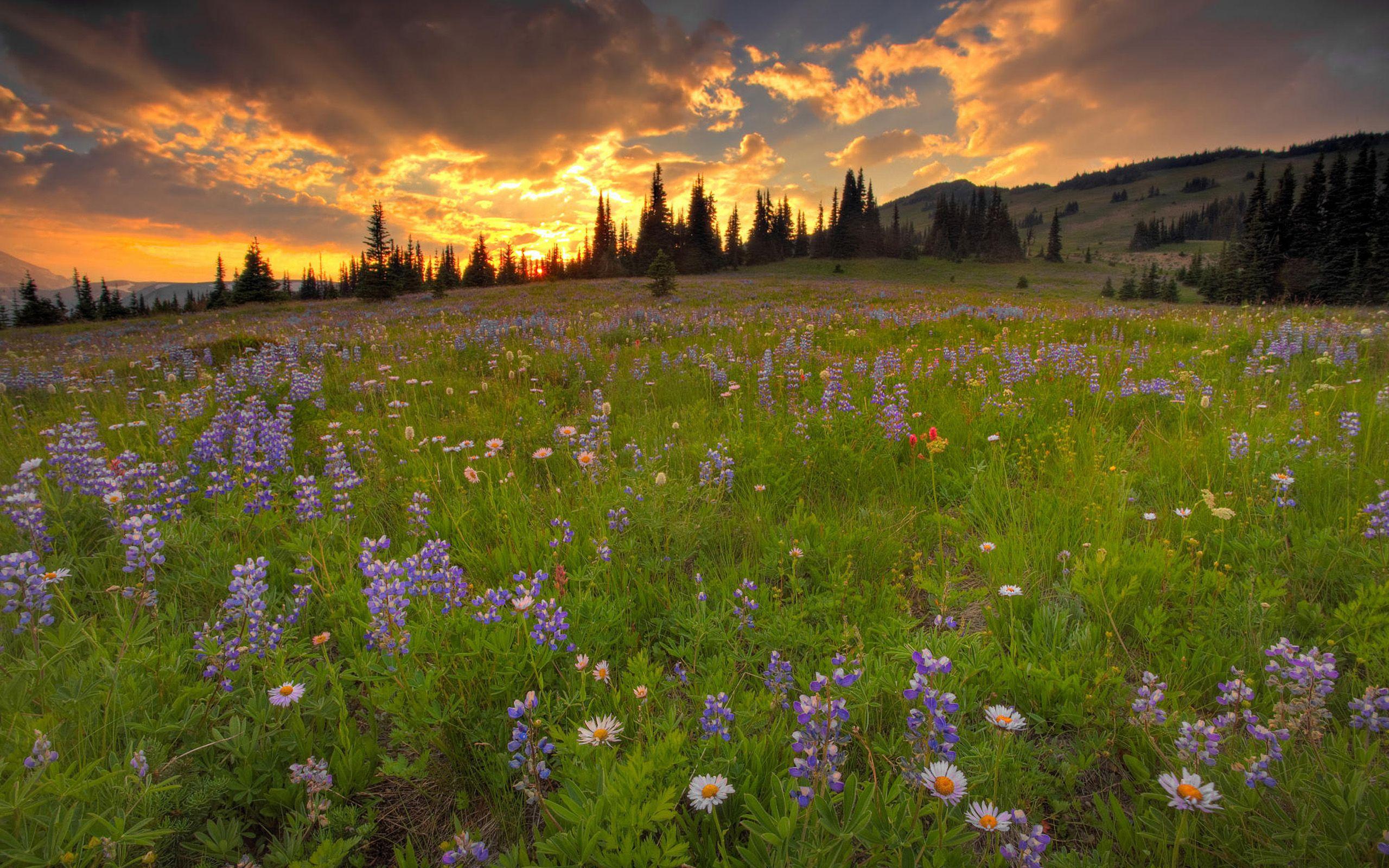 2560x1600 Meadow 29566 2560x1600 px
