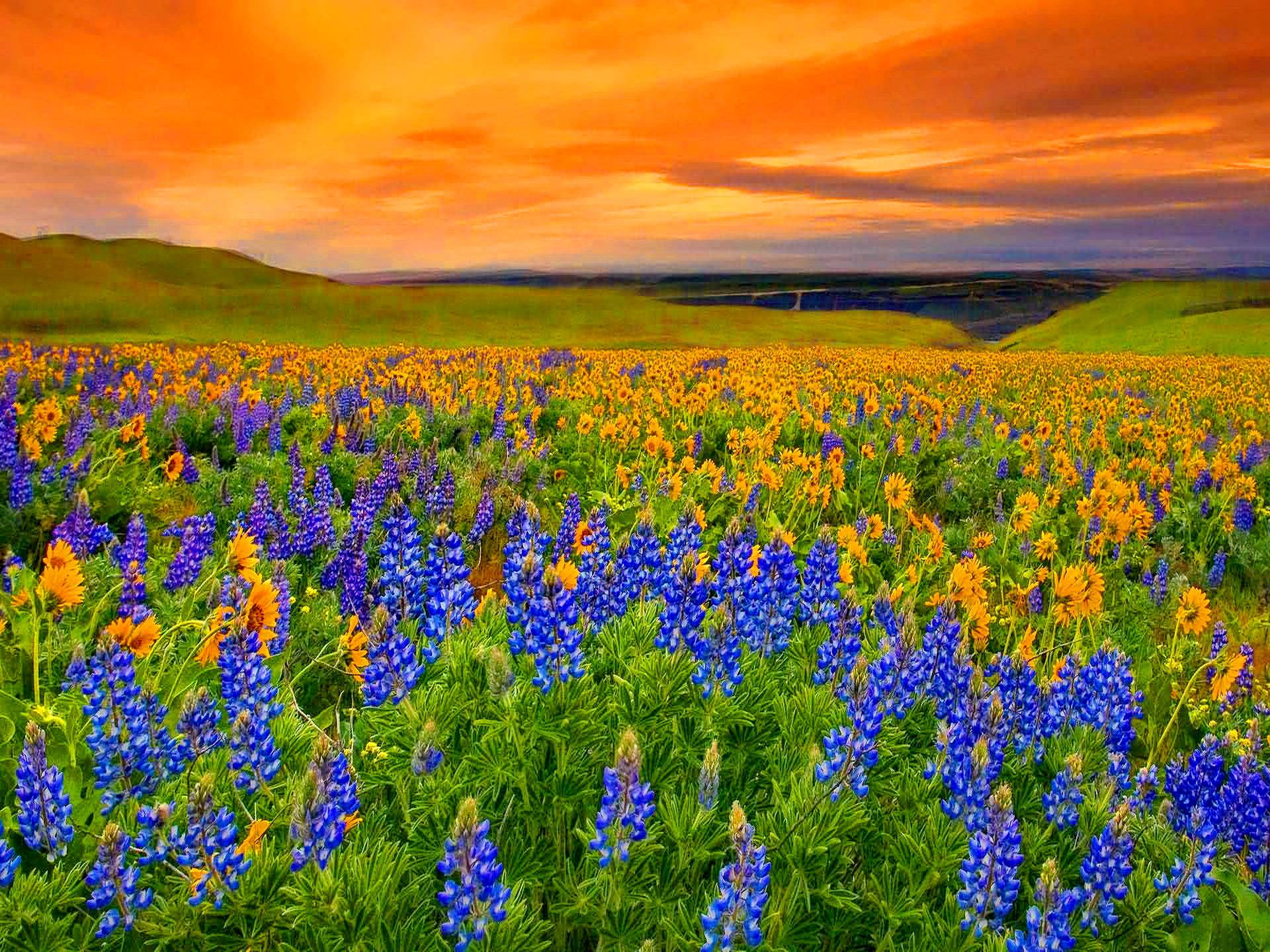 1920x1440 Spring Meadow Wallpaper