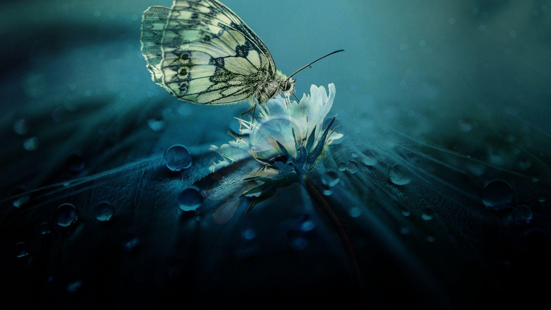 1920x1080 Beautiful Butterfly Nature Laptop Full HD 1080P HD 4k Wallpaper, Image, Background, Photo and Picture
