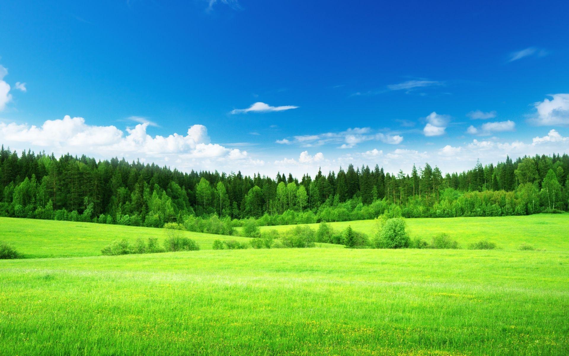1920x1200 Sky Trees & Grass Green Meadow wallpaper. Sky Trees & Grass Green